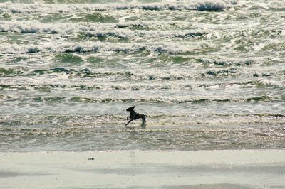 Dog on beach
