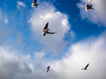 Low angle view of seagulls flying in sky