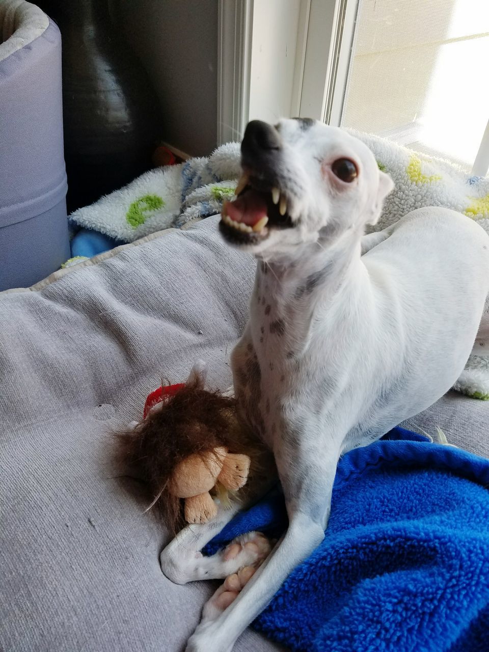 CLOSE-UP OF DOG AT HOME