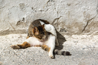 Cat sitting on rock against wall