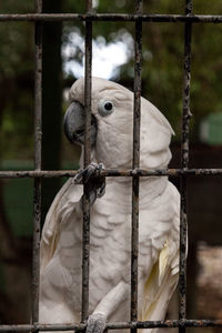 Funny white crested cockatoo cacatua alba in captivity in a large cage.