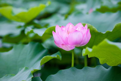 Close-up of water lily in pond