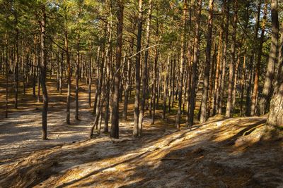 Trees in forest