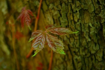 Close-up of flower in autumn leaves