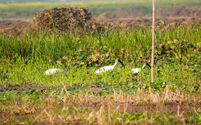 View of bird on field