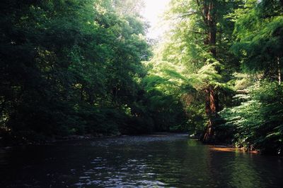 Scenic view of river amidst trees in forest