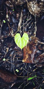 High angle view of dry leaves on field