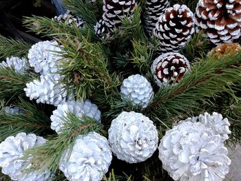 Close-up of plants