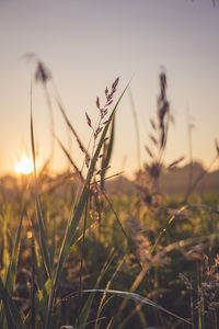 Close-up of stalks in field against sky during sunset