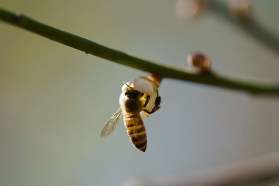 Close-up of bee on twig