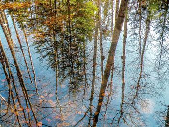 Low angle view of trees in forest during autumn