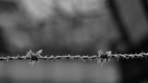 Close-up of barbed wire during winter