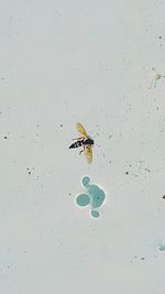 High angle view of fly on leaf