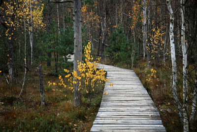 Boardwalk amidst trees in forest