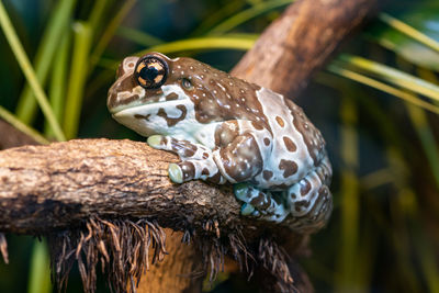 Close up of a mission golden eyed tree frog  sitting on a branch