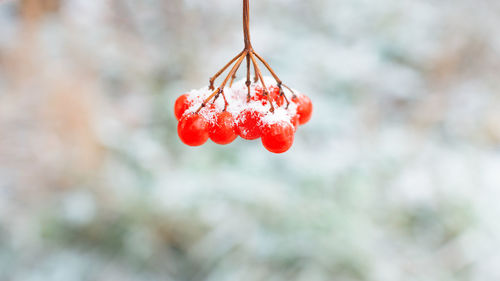 Red rowan berries on a branch close-up.winter background, copy space