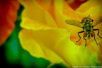 Close-up of insect on yellow flower