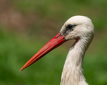 Close-up of a bird looking away