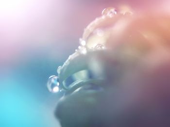 Close-up of water drops on leaf