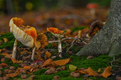 Close-up of mushrooms growing on field