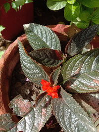 High angle view of potted plant leaves
