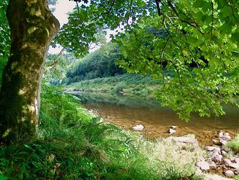 Scenic view of lake in forest