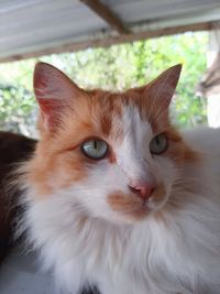 Close-up portrait of a cat