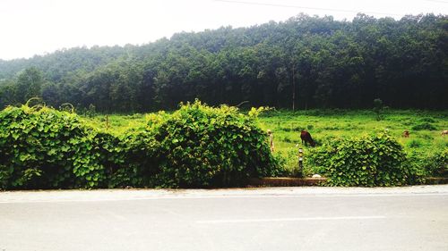 Scenic view of road amidst trees