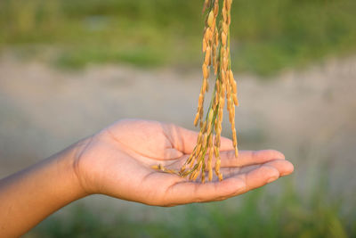 Close-up of hand holding plant