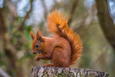 Close-up of squirrel on tree