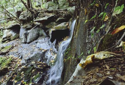 View of waterfall in forest