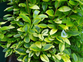 Hedgerow leaves