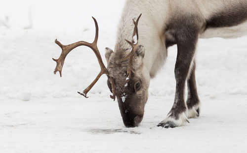 Close-up of deer in snow