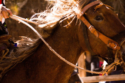 Close-up of horse