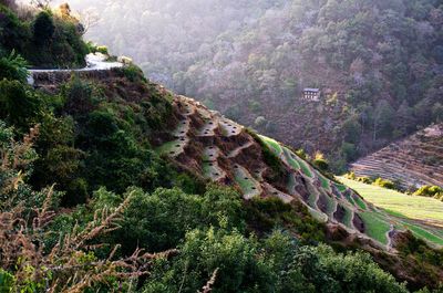 High angle view of terraced rice fields