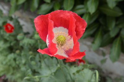 Close-up of red hibiscus flower