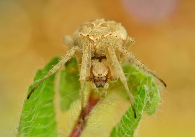 Close-up of spider on web