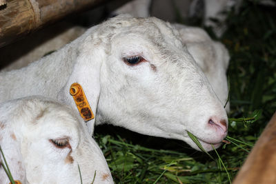 Close-up of a cow