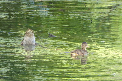 Ducks swimming in lake