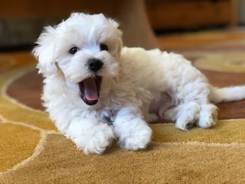 Portrait of white dog lying on floor