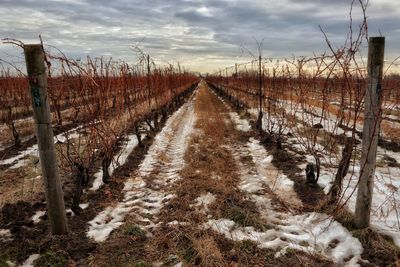 Scenic view of snowy field against sky during winter