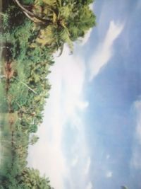 Low angle view of trees against sky