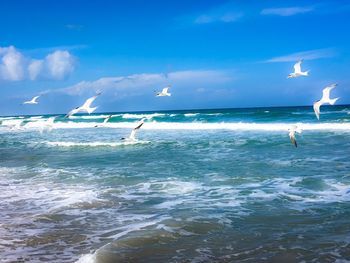 Seagulls flying over sea