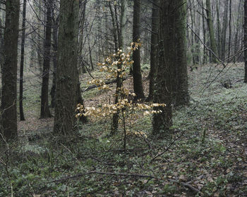 Close-up of trees in forest