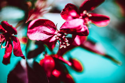 Close-up of pink flowering plant