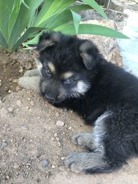 High angle portrait of black dog relaxing outdoors