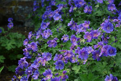 Close-up of purple flowers blooming outdoors