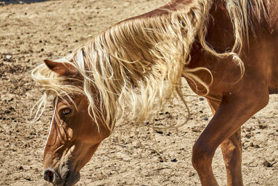 Horse in the field