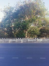 Close-up of tree against sky