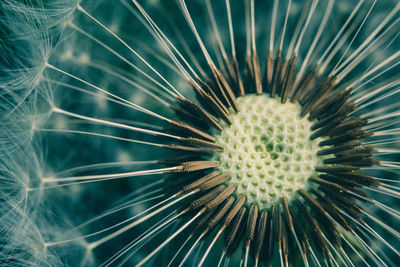 Close-up of dandelion on plant